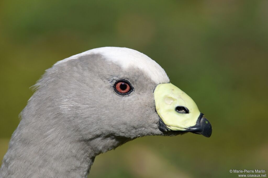 Cape Barren Gooseadult