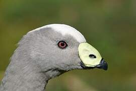 Cape Barren Goose