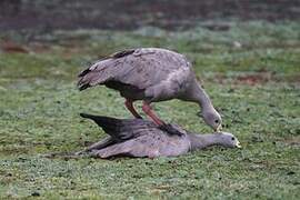 Cape Barren Goose