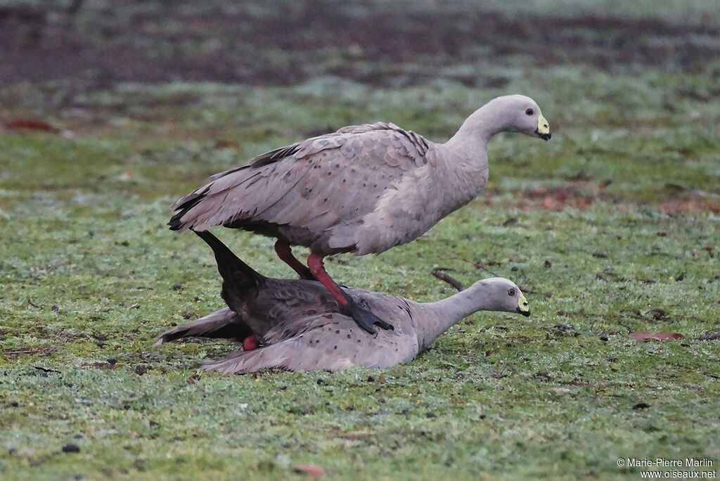 Cape Barren Gooseadult breeding, mating.