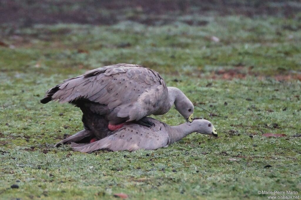 Cape Barren Gooseadult breeding, mating.