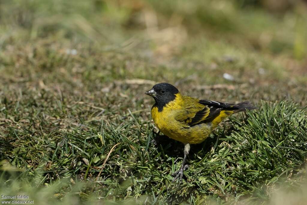 Chardonneret à bec épaisadulte