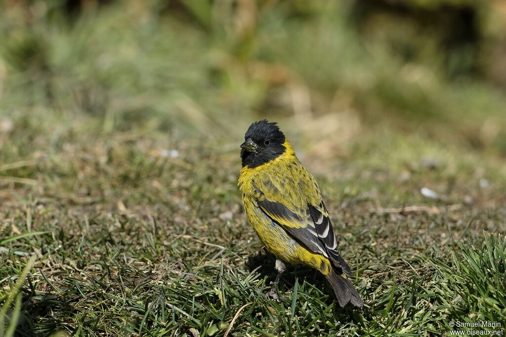 Thick-billed Siskinadult