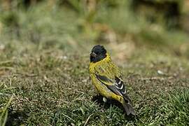 Thick-billed Siskin