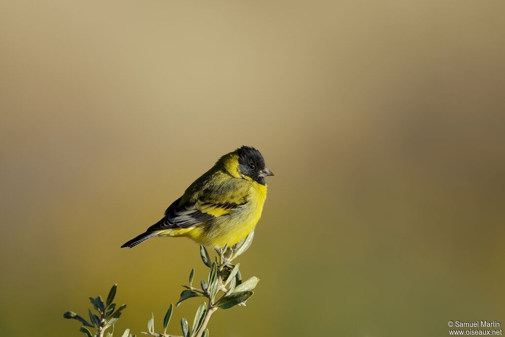 Chardonneret de Magellanadulte