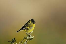 Hooded Siskin