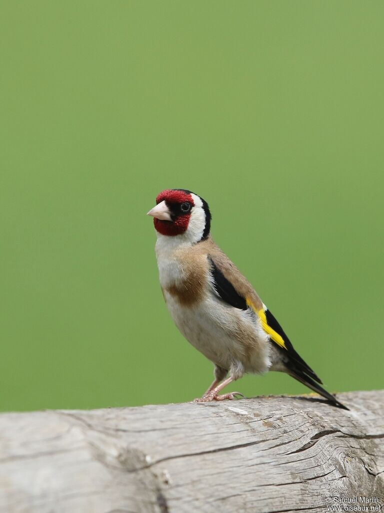 Chardonneret élégant mâle adulte