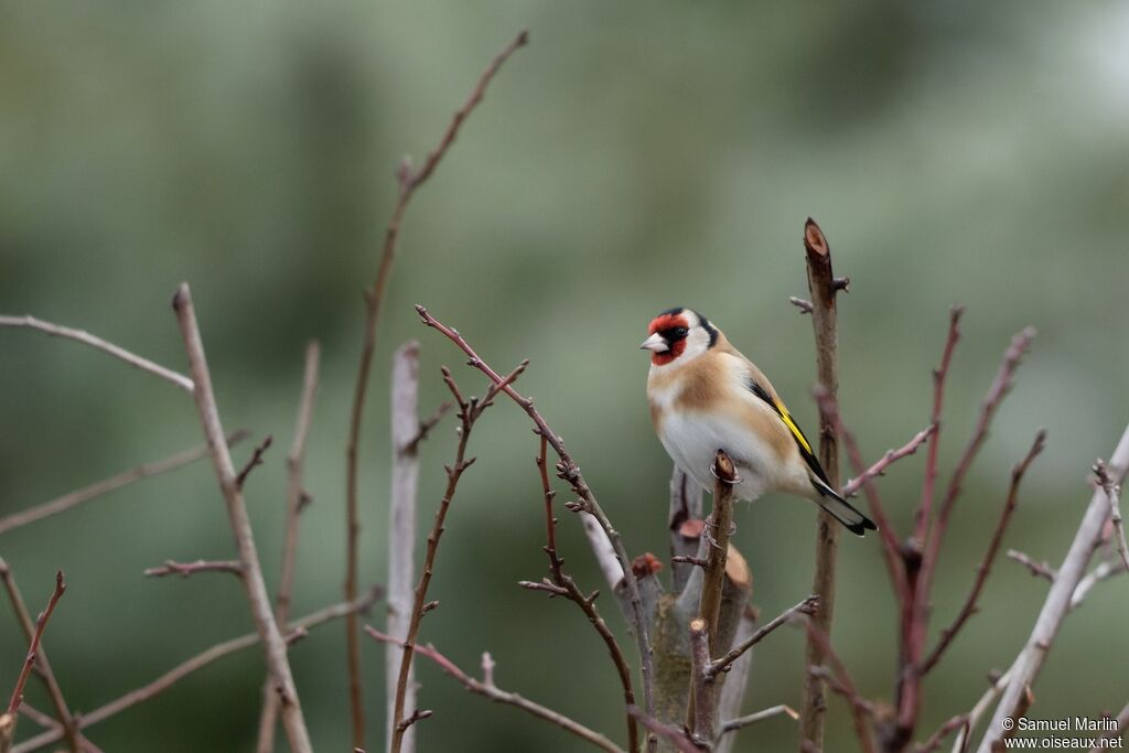 Chardonneret élégant mâle