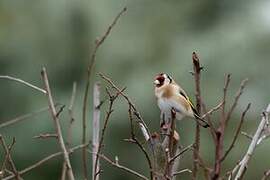 European Goldfinch