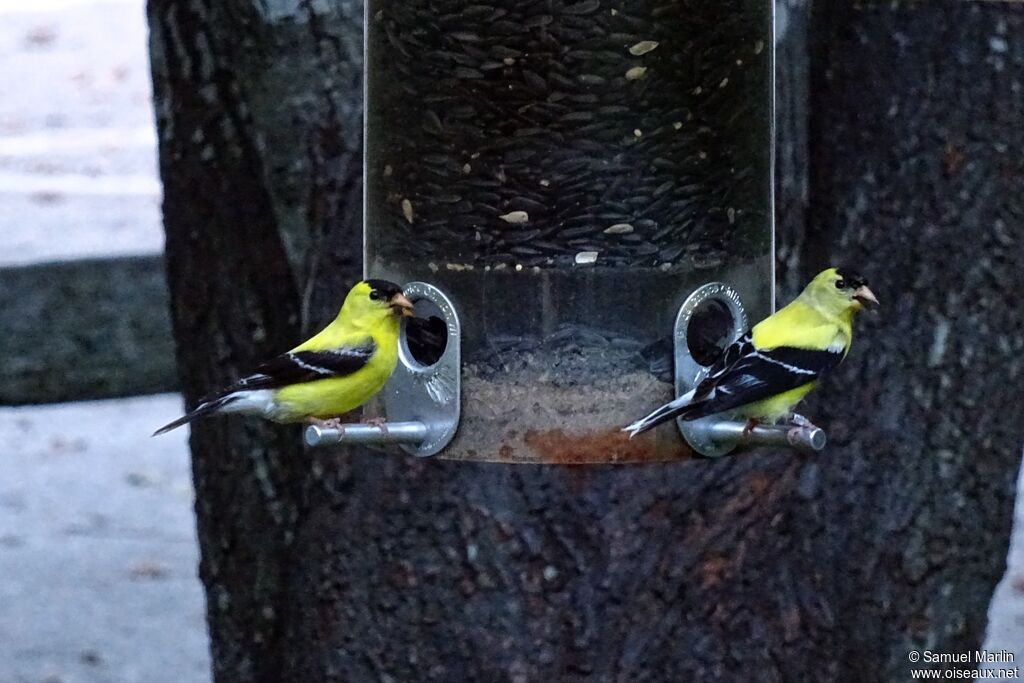 American Goldfinchadult