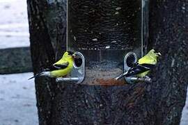 American Goldfinch