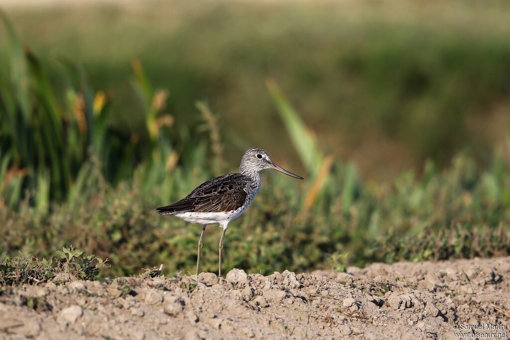 Common Greenshankadult