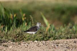 Common Greenshank