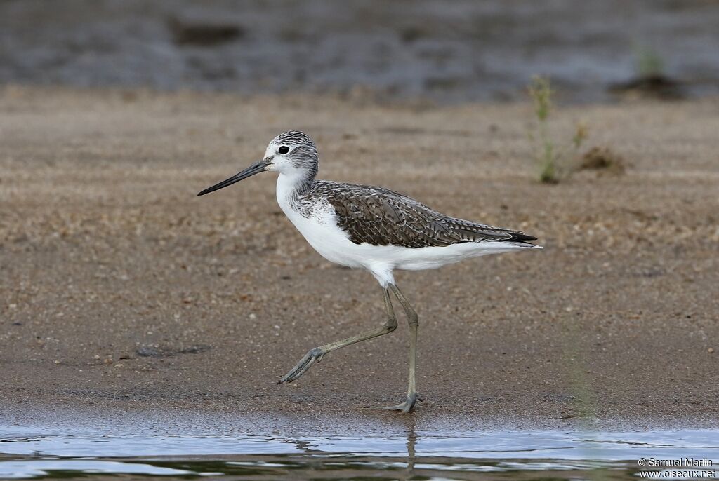 Common Greenshankadult