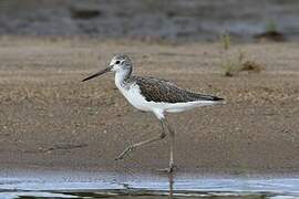 Common Greenshank