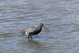 Spotted Redshank