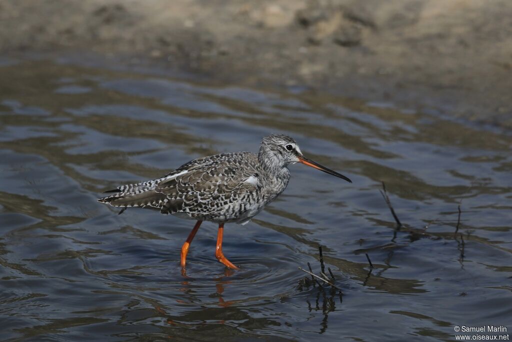 Spotted Redshank