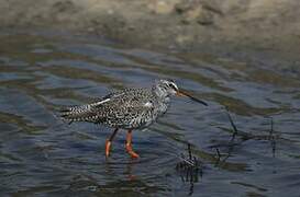 Spotted Redshank