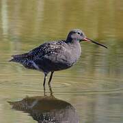 Spotted Redshank