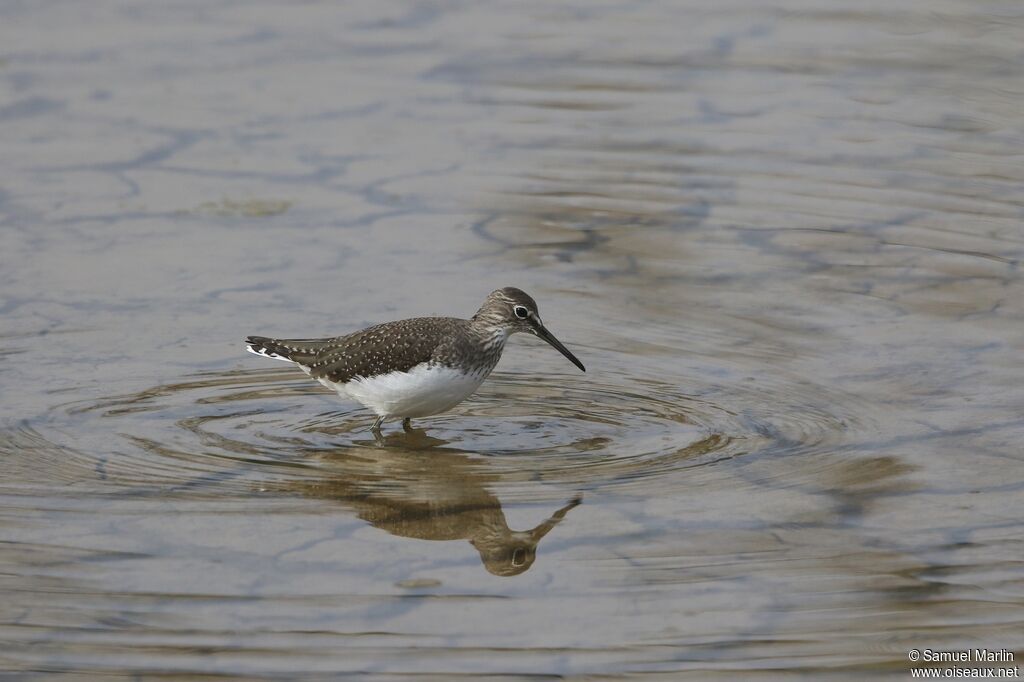 Green Sandpiperadult