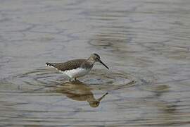 Green Sandpiper