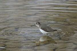 Green Sandpiper