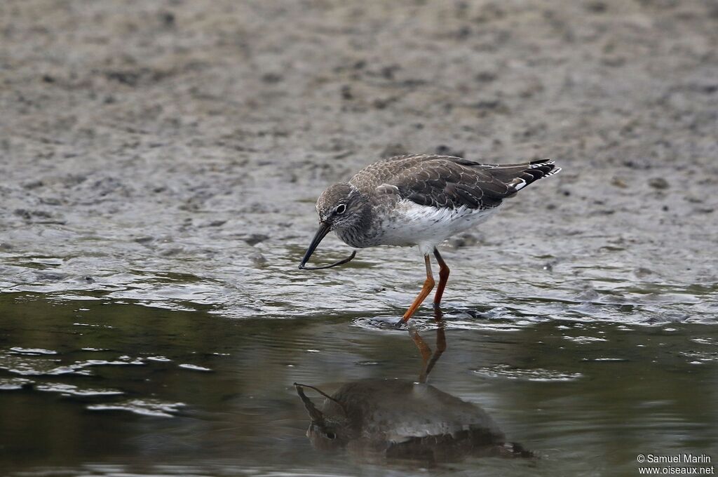 Common Redshankadult