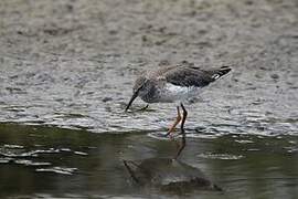 Common Redshank