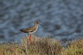 Common Redshank