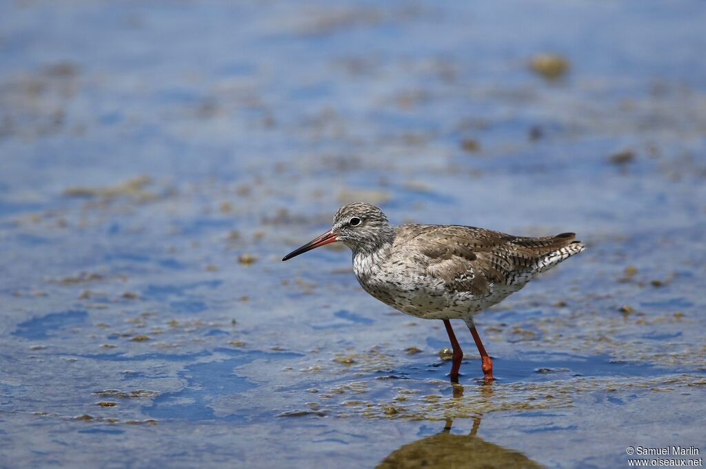 Common Redshankadult