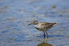 Common Redshank