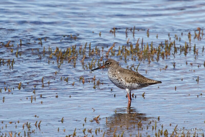 Common Redshankadult