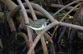 Spotted Sandpiper