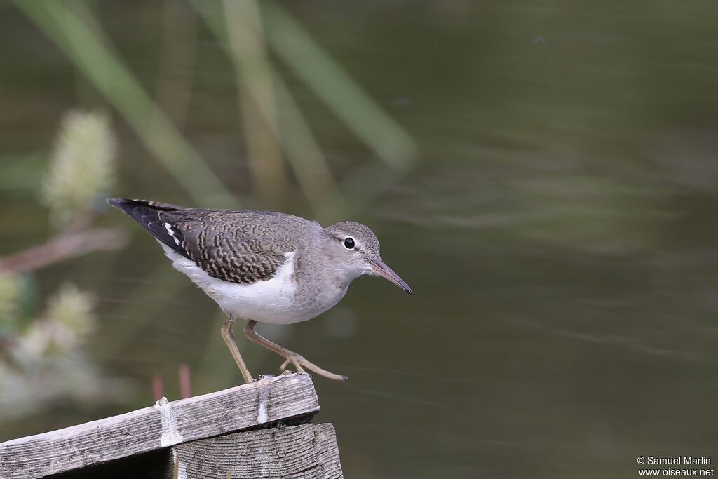 Spotted Sandpiperadult