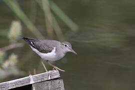 Spotted Sandpiper