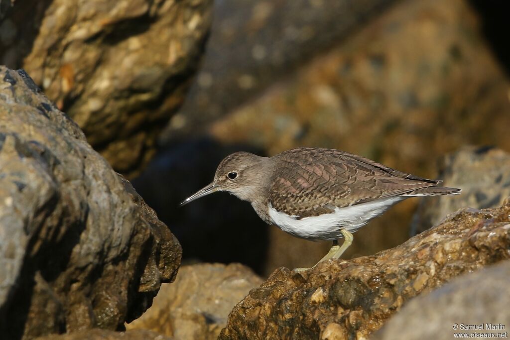 Common Sandpiperadult