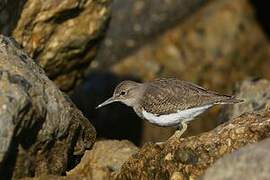 Common Sandpiper