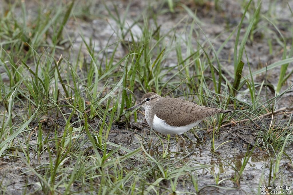 Common Sandpiperadult