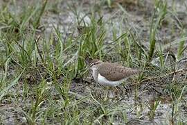 Common Sandpiper