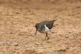 Common Sandpiper