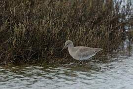 Willet