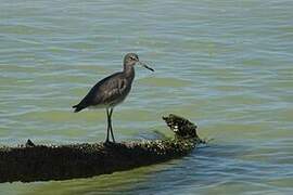 Willet