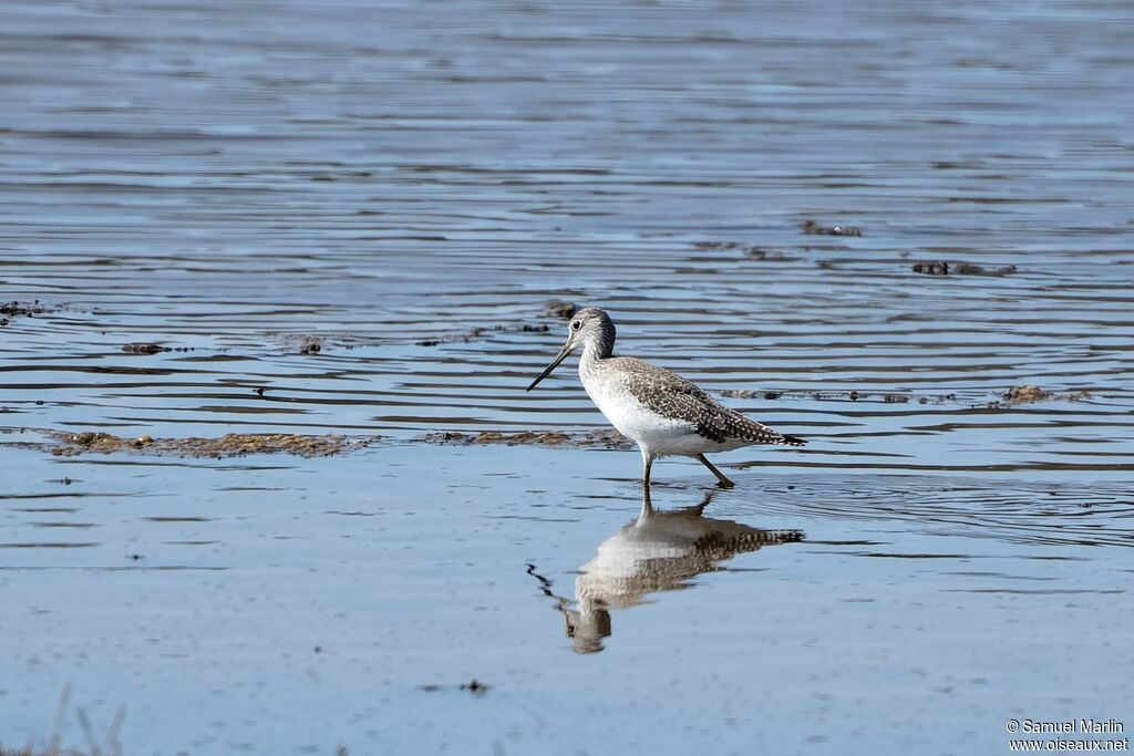 Solitary Sandpiperadult