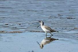 Solitary Sandpiper