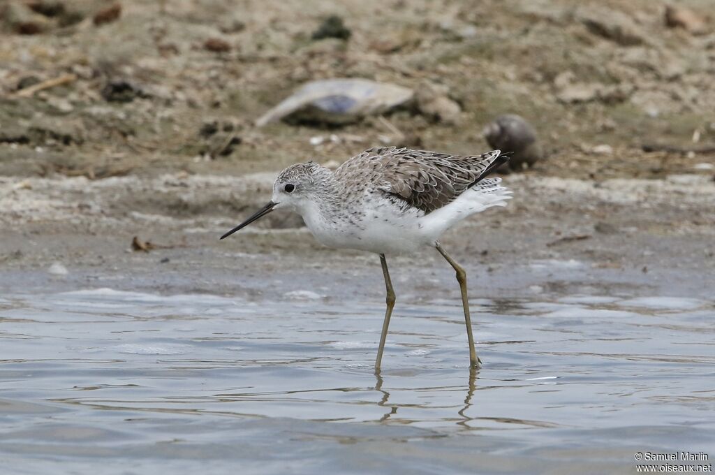 Marsh Sandpiperadult
