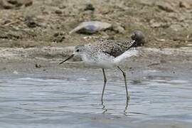 Marsh Sandpiper