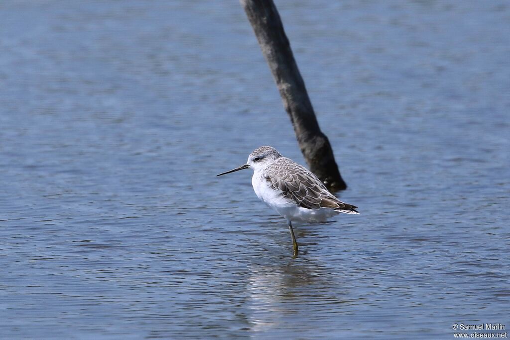 Marsh Sandpiperadult