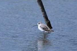 Marsh Sandpiper