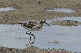 Wood Sandpiper