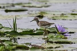 Wood Sandpiper